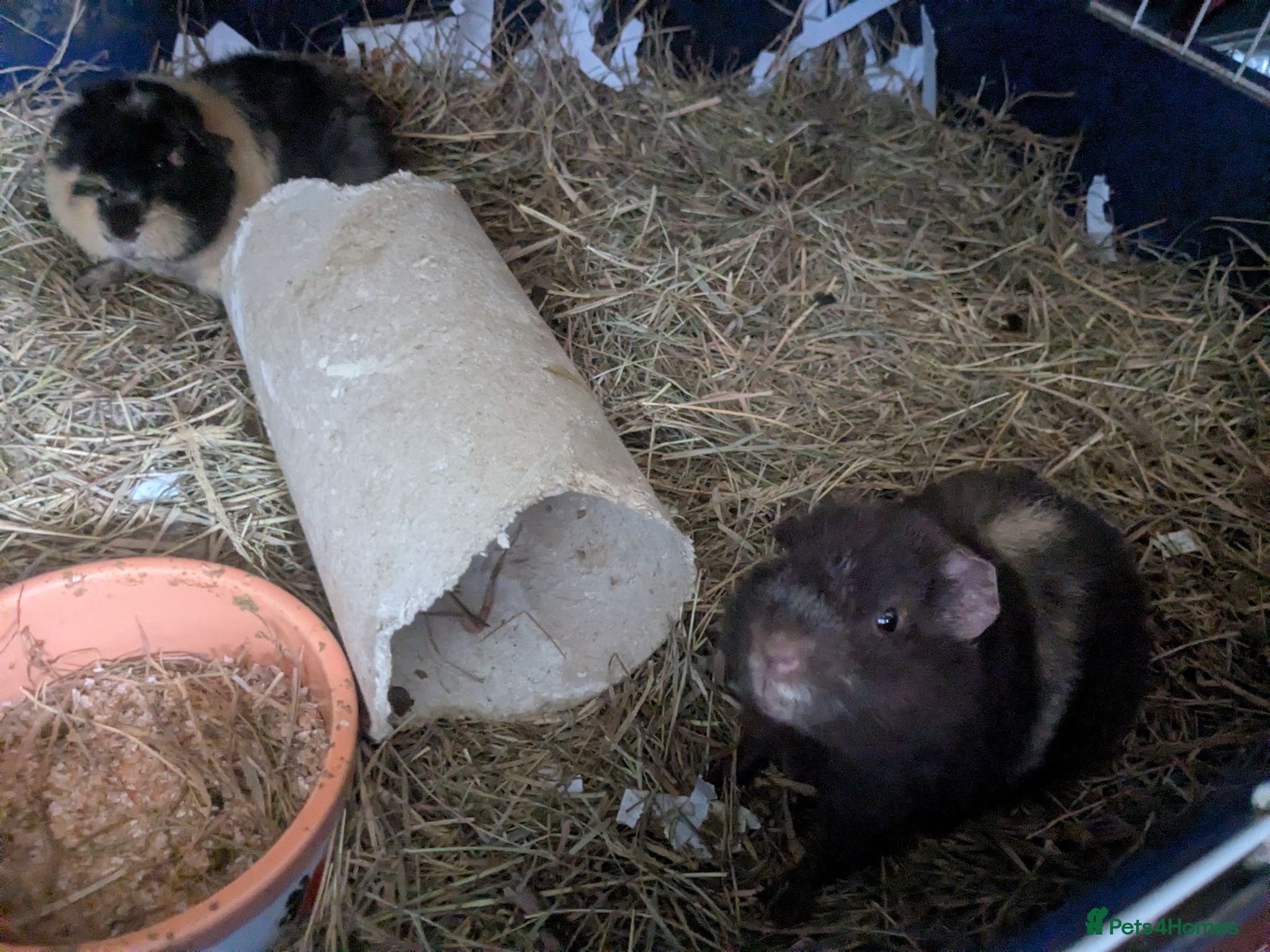 Guinea Pig rodents Teddy guinea pig boy 5 months old - Advert 1