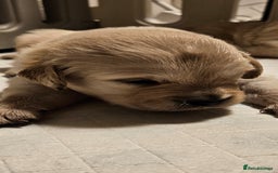 Golden Retriever dogs for sale: Beautiful chunky cream/golden retrievers  - Image 9