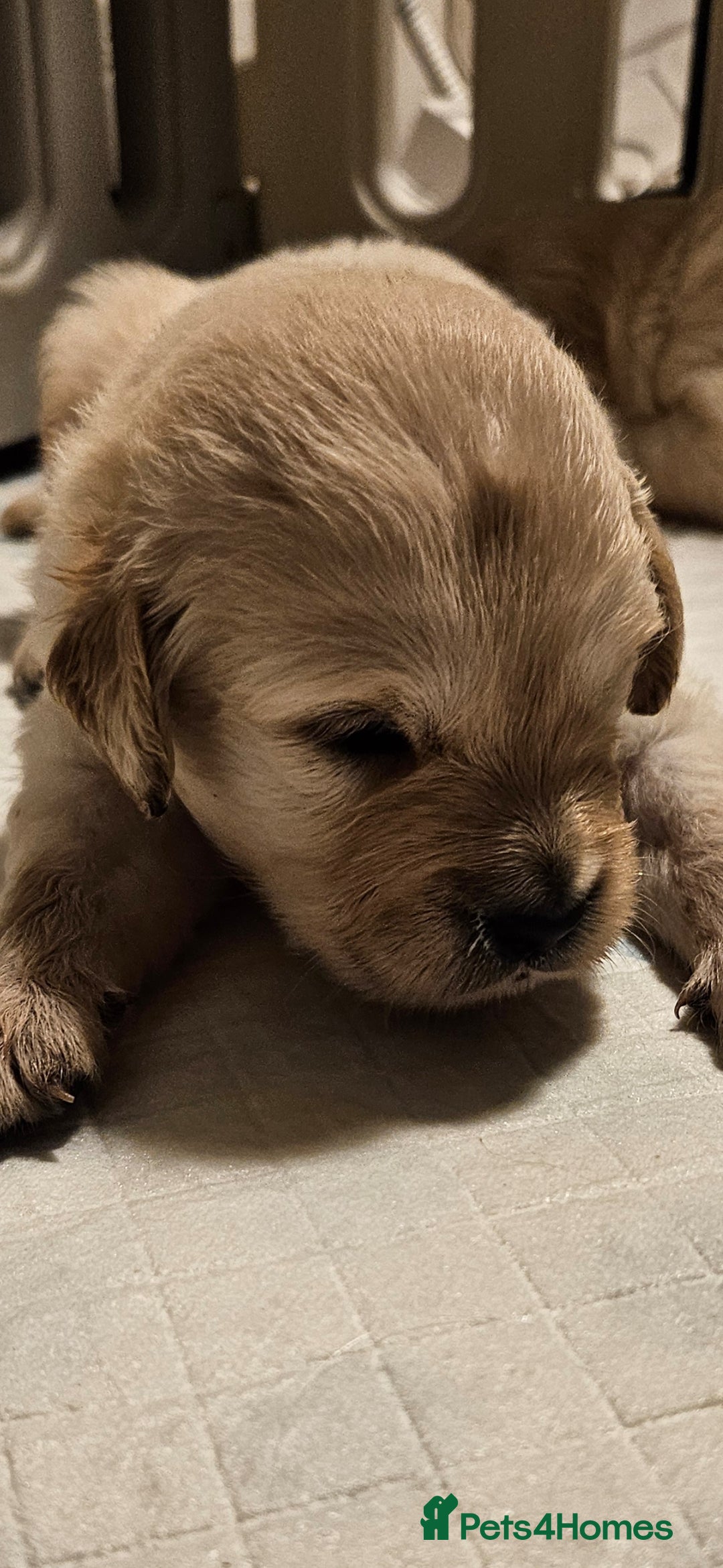 Golden Retriever dogs for sale: Beautiful chunky cream/golden retrievers  - Image 9