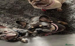 French Bulldog dogs for sale: Rehoming our 4 year old girl frenchie  - Image 1