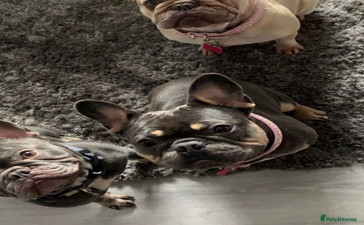 French Bulldog dogs - Advert 3