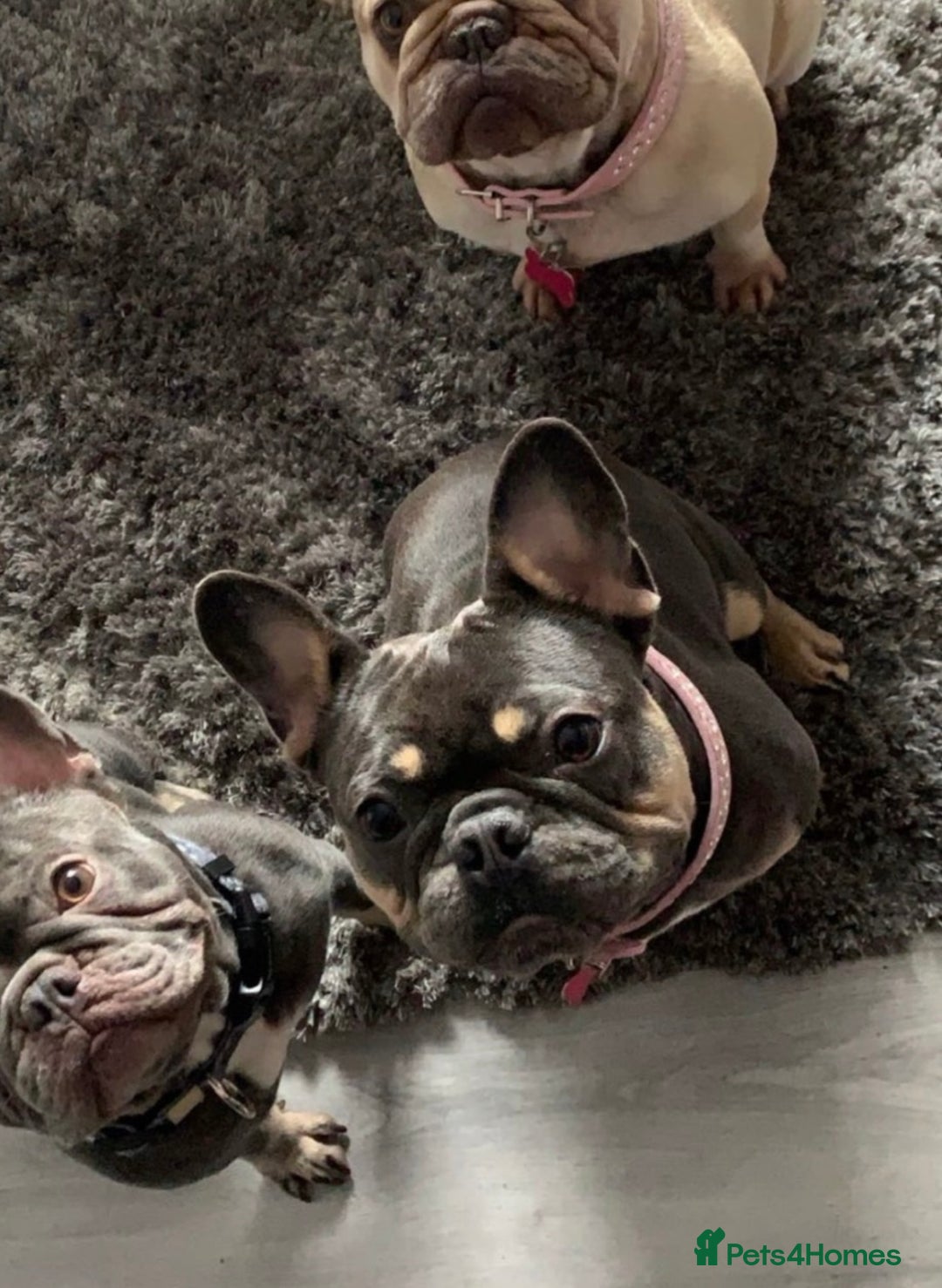 French Bulldog dogs for sale: Rehoming our 4 year old girl frenchie  - Image 1