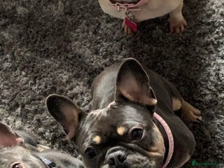 French Bulldog dogs - Advert 3