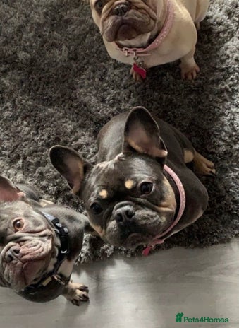 French Bulldog dogs - Advert 3