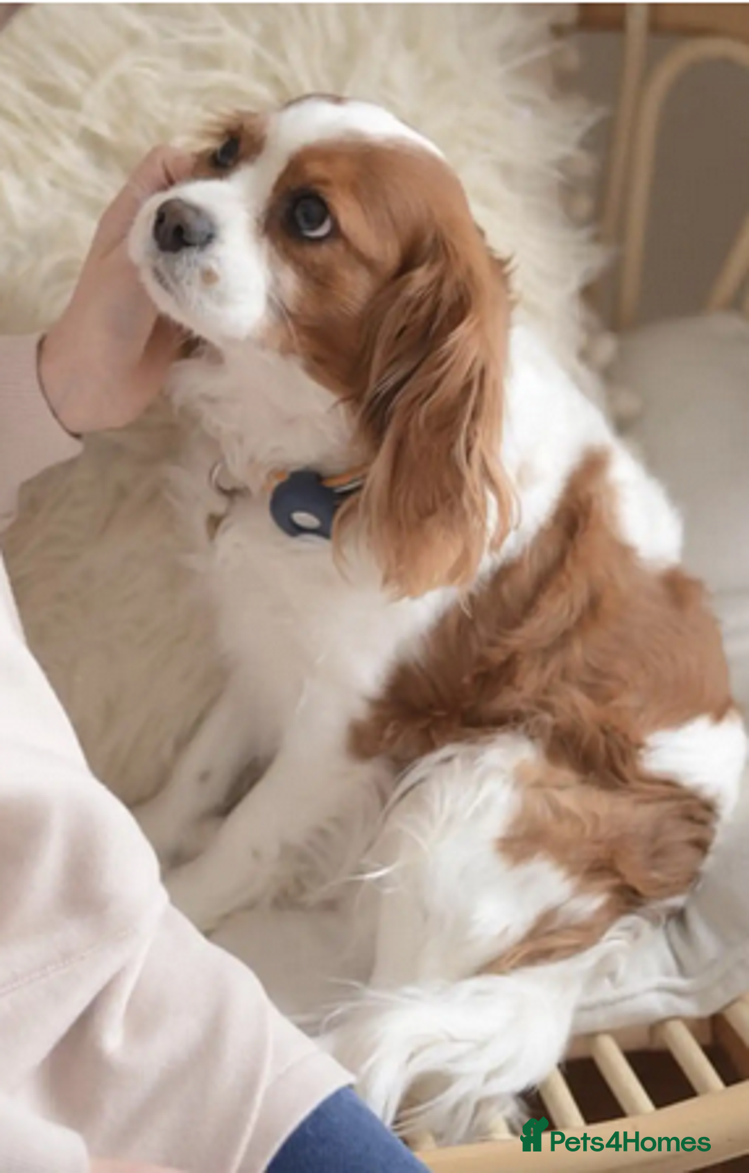 Cavapoo dogs for sale: ✨ Exceptional Toy Cavoodles – Carefully Bred - Advert 7