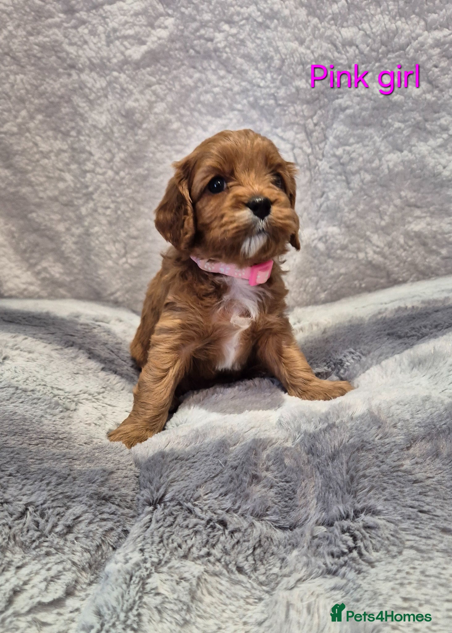 Cavapoo dogs Beautiful F1 Cavapoo puppies - Advert 1