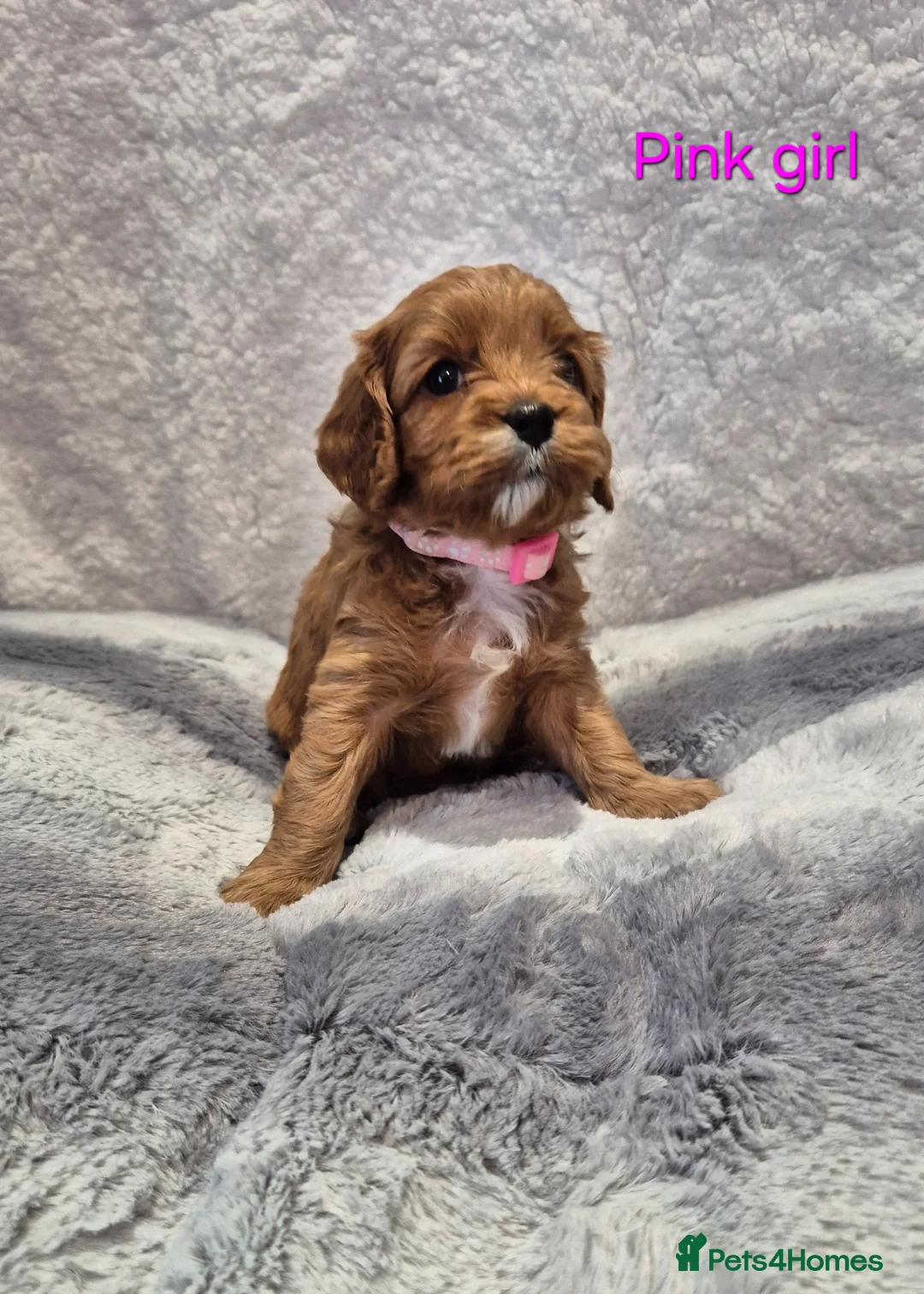 Cavapoo dogs for sale: Beautiful F1 Cavapoo puppies - Advert 1