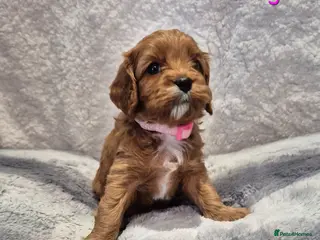 Cavapoo dogs Beautiful F1 Cavapoo puppies - Advert 3