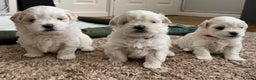 Maltese dogs for sale: Miniature Maltese - Advert 1