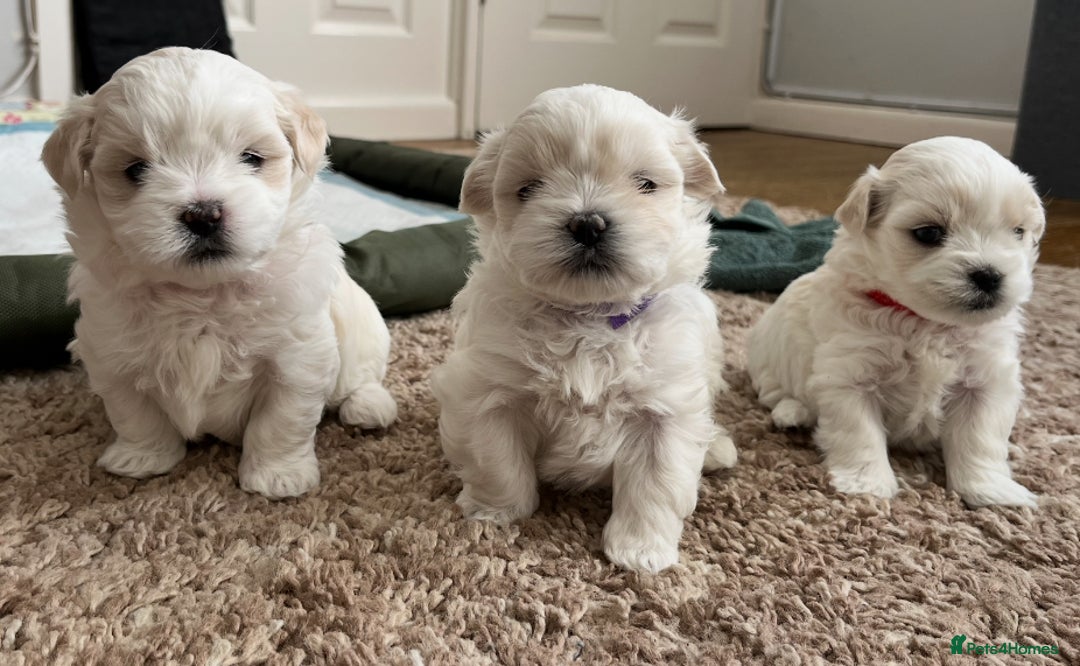 Maltese dogs for sale: Miniature Maltese - Advert 1