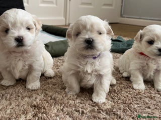 Maltese dogs Miniature Maltese - Advert 3