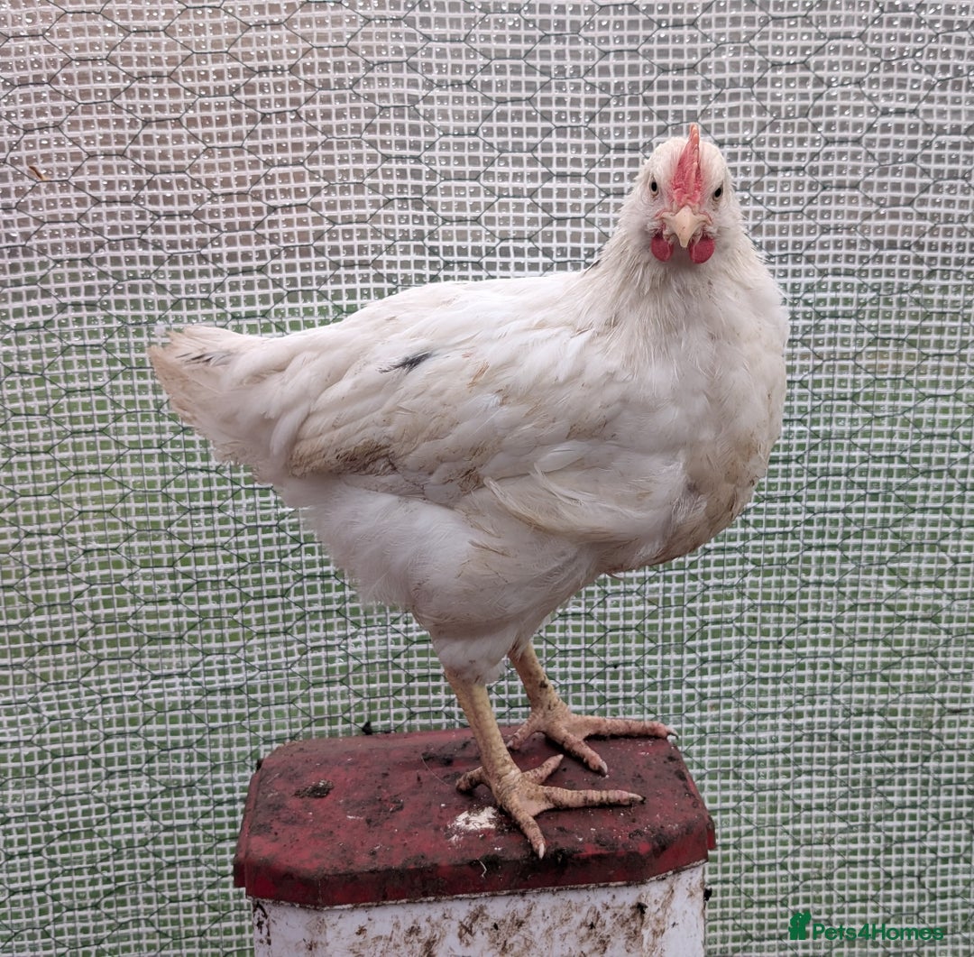 Chickens poultry for sale: 3 x 8 week old bantam chicks - Advert 4
