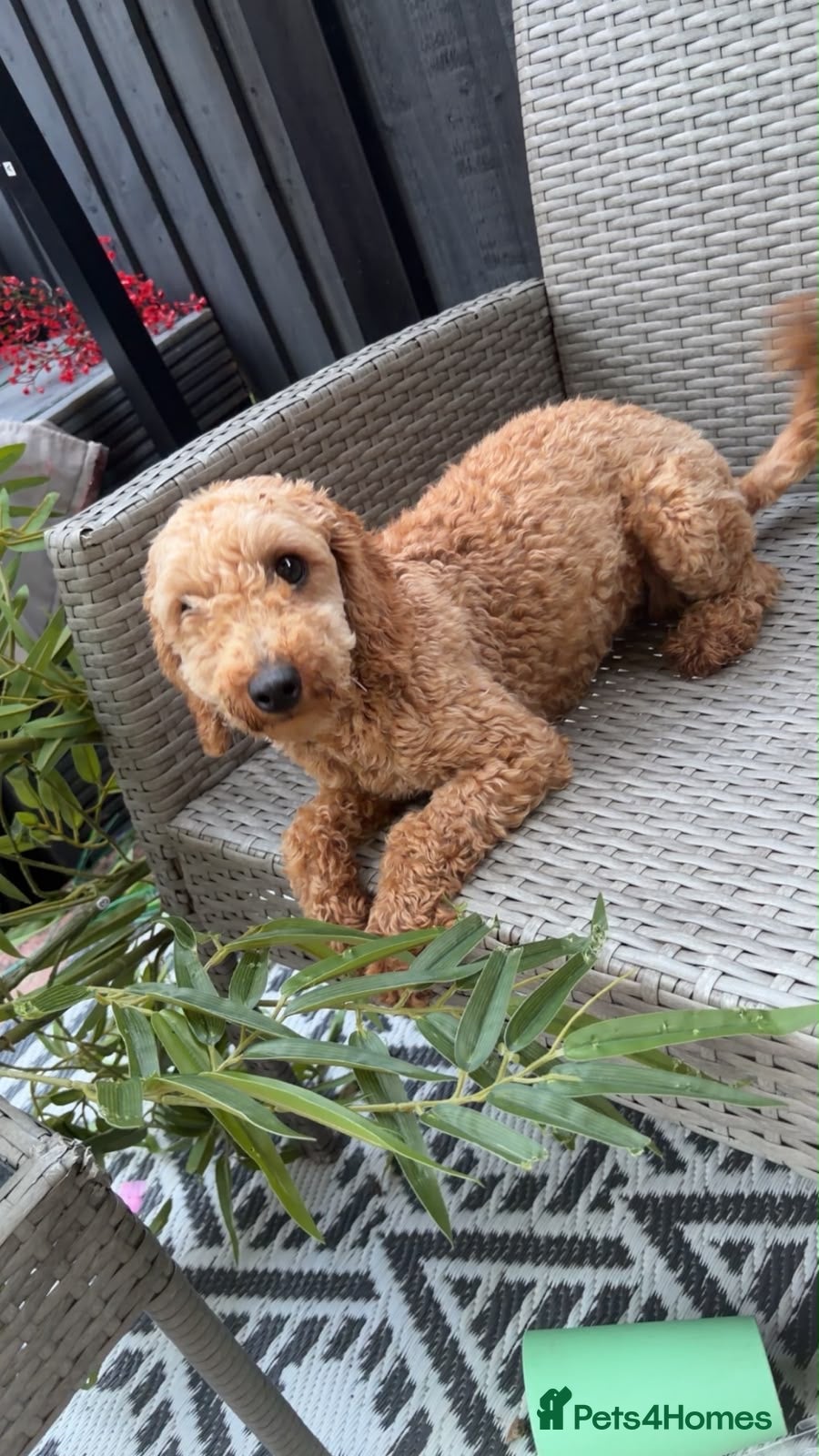Miniature Poodle dogs 10 month old kc reg miniature poodle - Advert 1