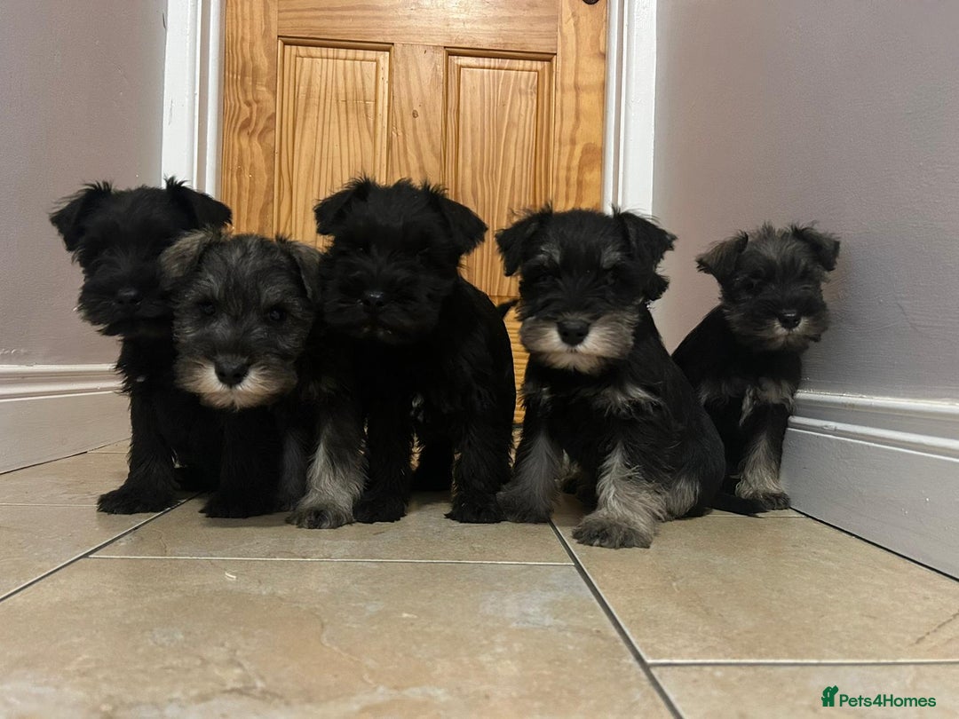 Miniature Schnauzer dogs for sale: KC Reg Miniature Schnauzer Puppies - Image 2