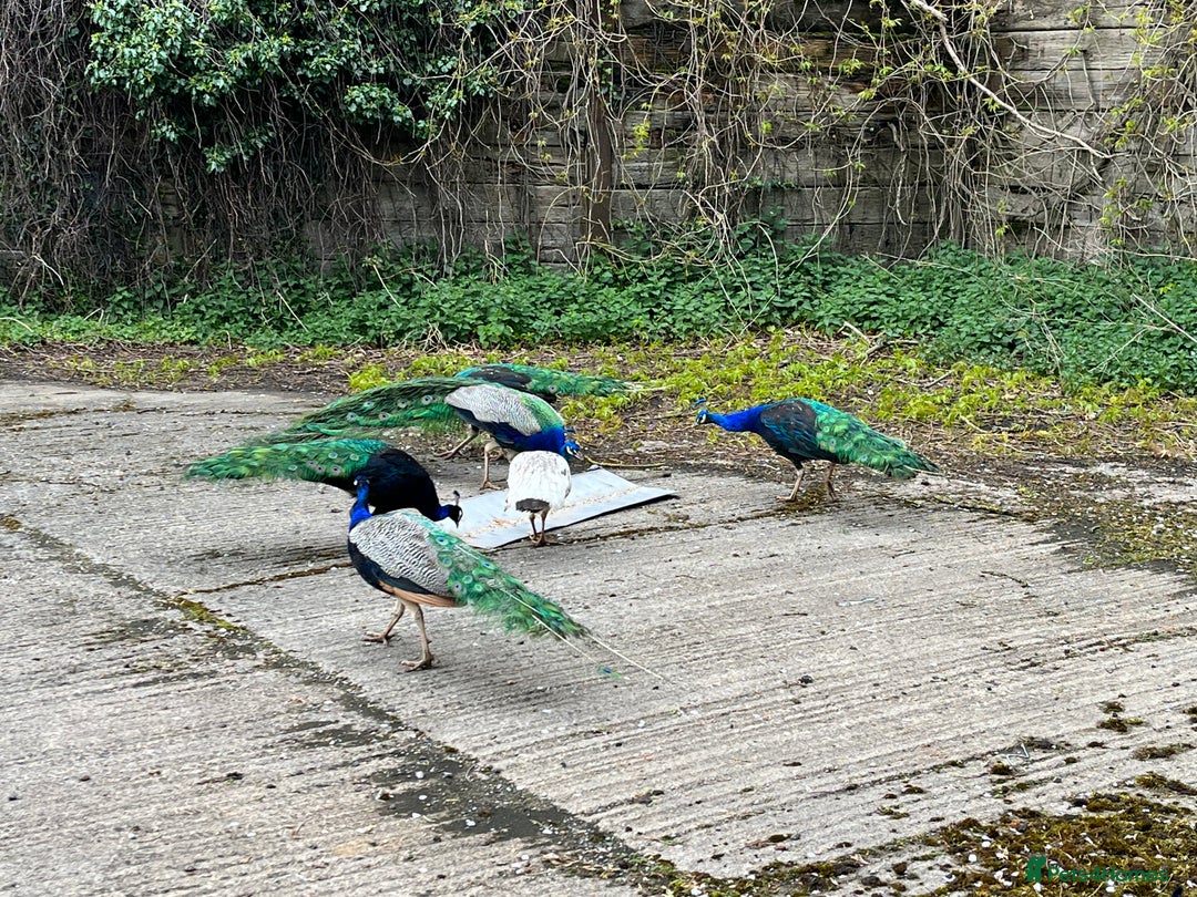 Peafowl poultry for sale: Peacocks, Peahens and Peachicks for sale  - Image 12