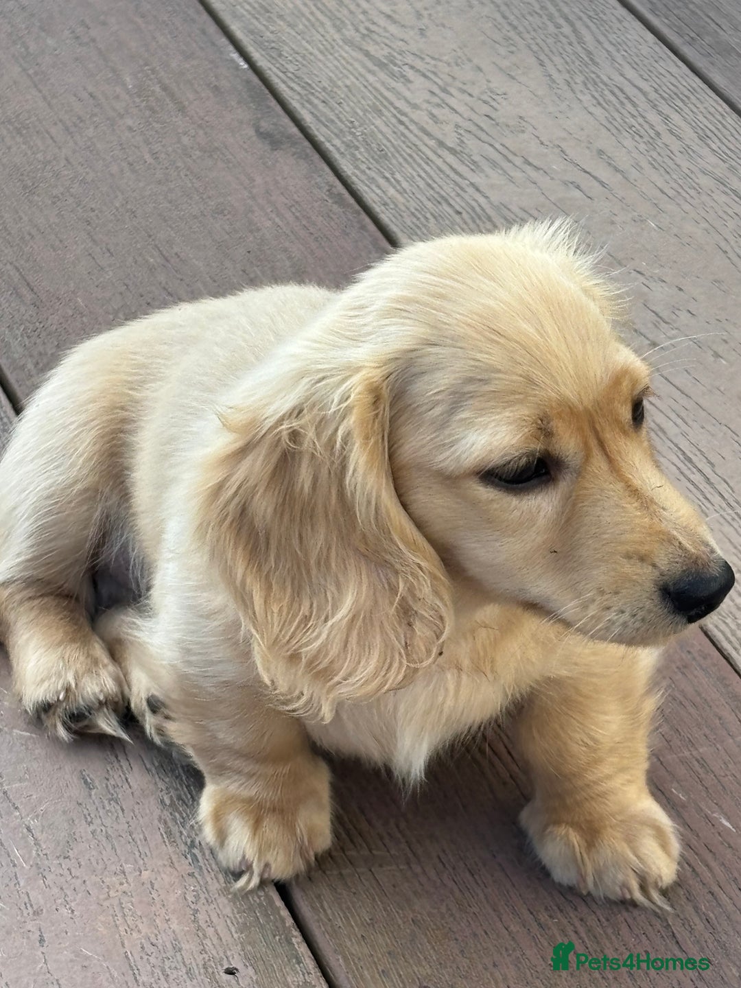 Miniature Dachshund dogs for sale: English Cream Mini Long Haired Dachshund  - Image 21