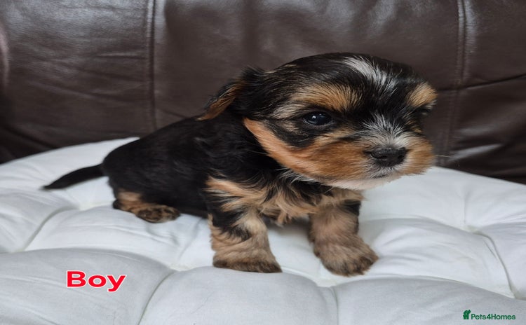 Yorkshire Terrier dogs - Advert 6