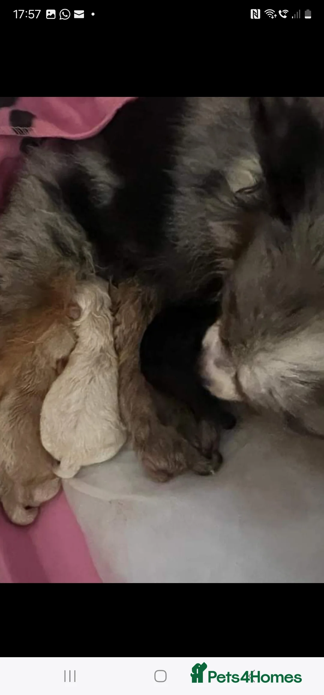 Pomeranian dogs for stud: Rocket Pomeranian stud  in Romford - Advert 29