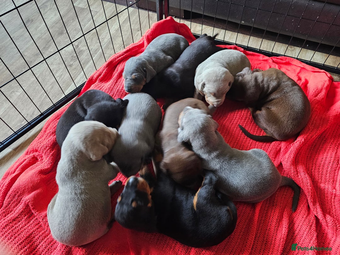 Dobermann dogs for sale: Outstanding Doberman Puppies - Image 10