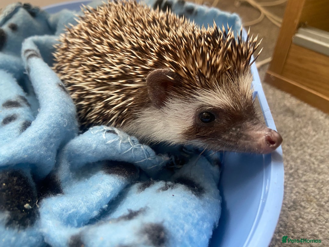 Pygmy Hedgehog rodents for sale: Pygmy Hedgehogs Available - Image 6