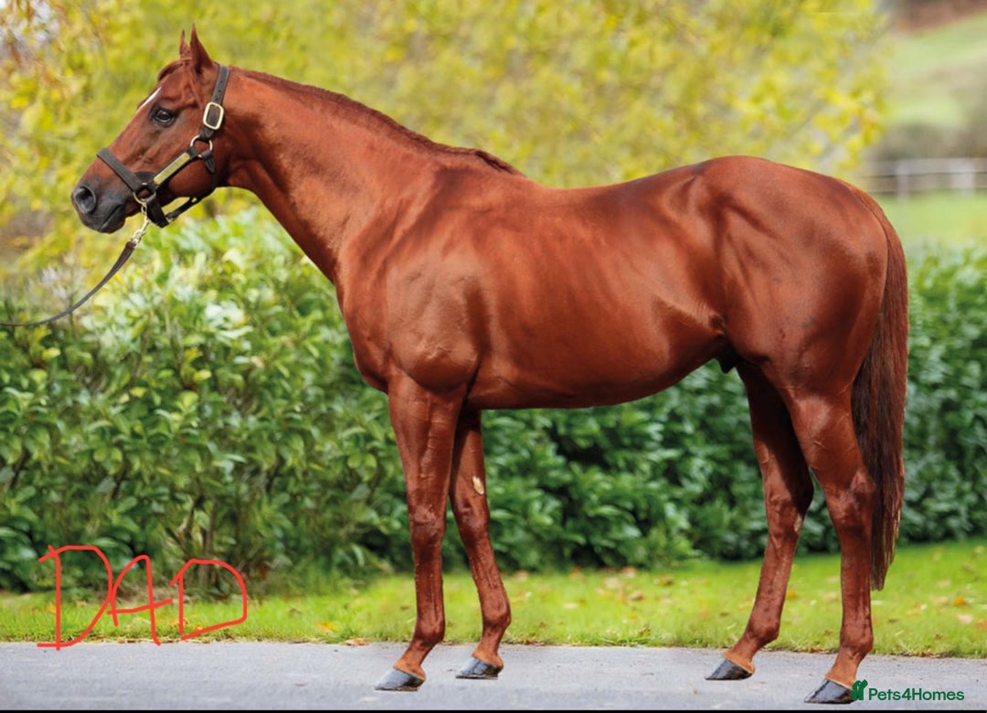 Irish Thoroughbred horses for sale: Project horse previously backed from KODIAC line - Image 10