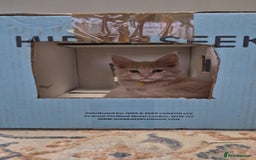 Maine Coon cats for sale: Maine Coon kittens Glasgow  - Image 26