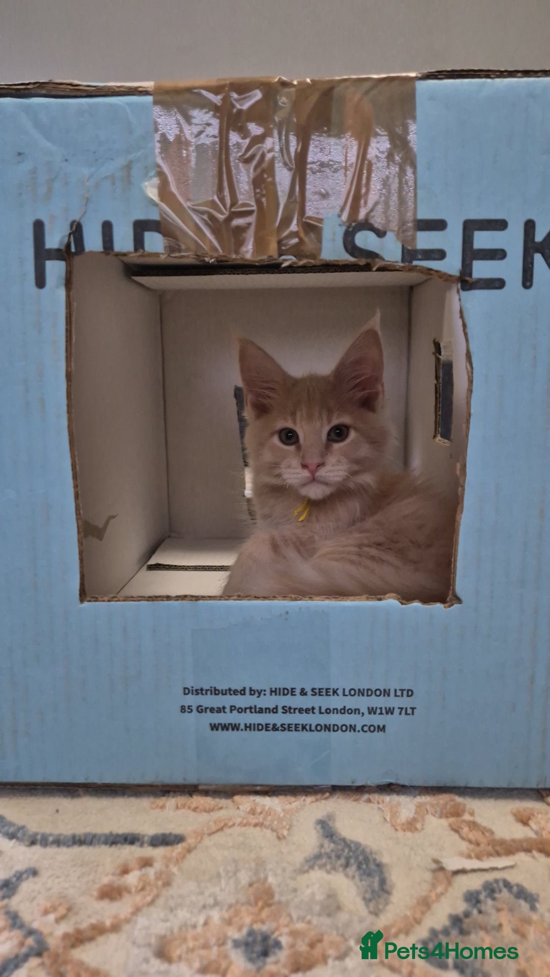 Maine Coon cats for sale: Maine Coon kittens Glasgow  - Image 26