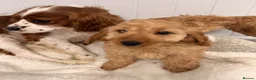 Cavapoo dogs for sale: Cavapoo puppies in Glasgow - Advert 4