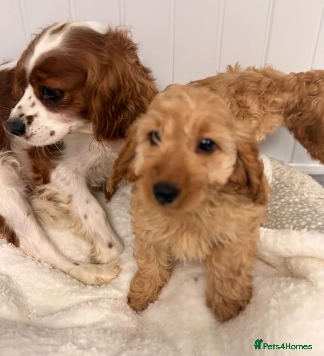 Cavapoo dogs for sale: Cavapoo puppies in Glasgow - Advert 4