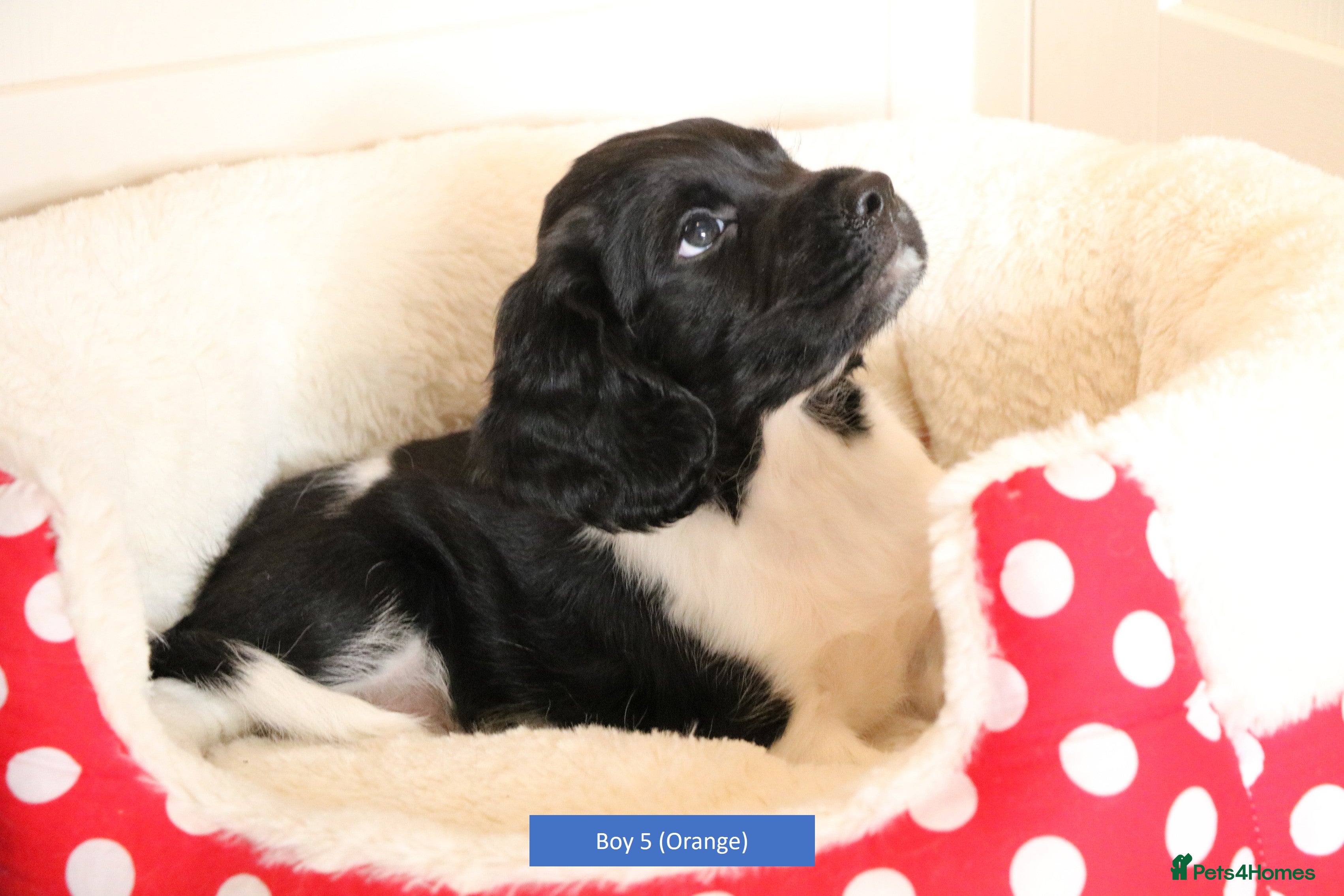 English Springer Spaniel dogs Health Tested English Springer Spaniel Puppies - Advert 14