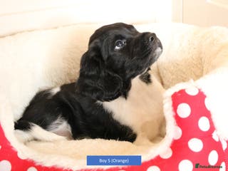 English Springer Spaniel dogs Health Tested English Springer Spaniel Puppies - Advert 14