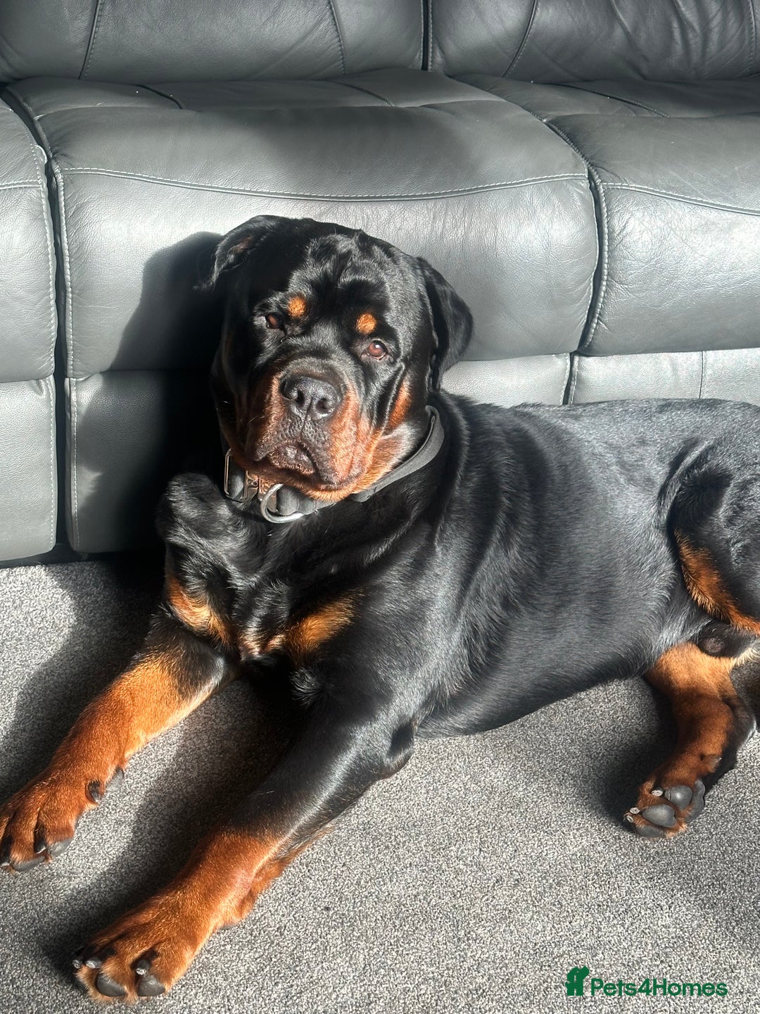 Rottweiler dogs for sale: Rottweiler needs a loving forever home  - Advert 19