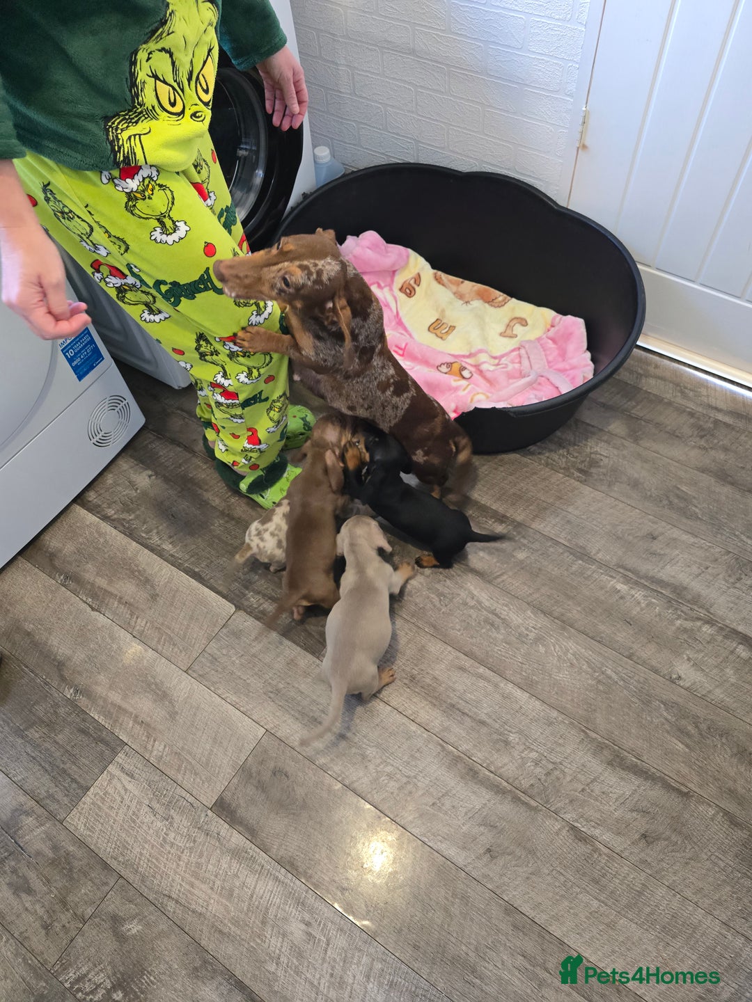 Dachshund dogs for sale: 4 beautiful dachshund boy puppies  - Advert 22