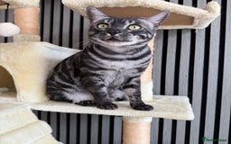 Bengal cats for sale: TICA Registered Silver Bengal Pair - Image 13