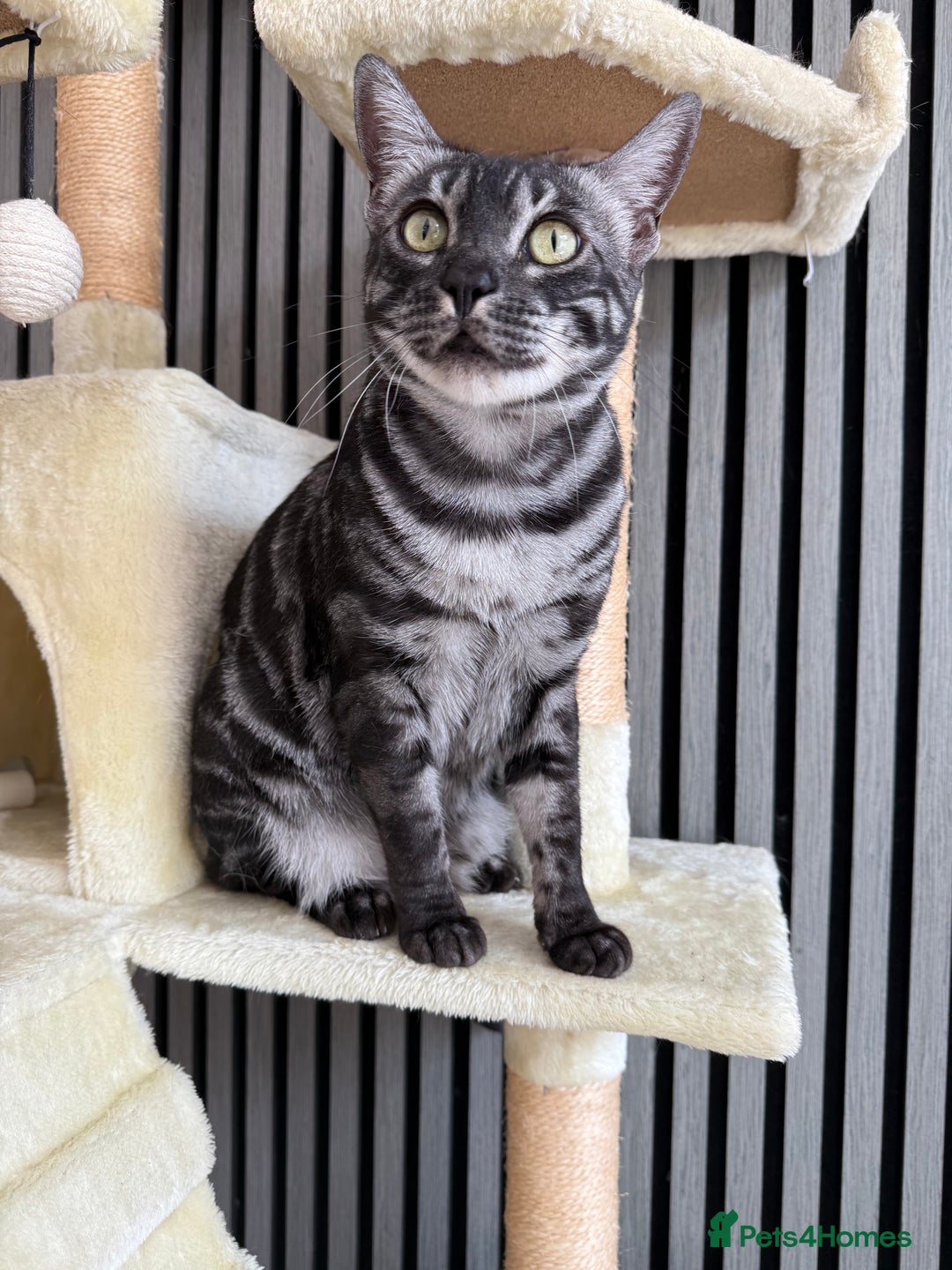 Bengal cats for sale: TICA Registered Silver Bengal Pair - Image 13