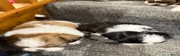 Shih Tzu dogs for sale: Late Summer Shihtzu Puppies - Advert 10