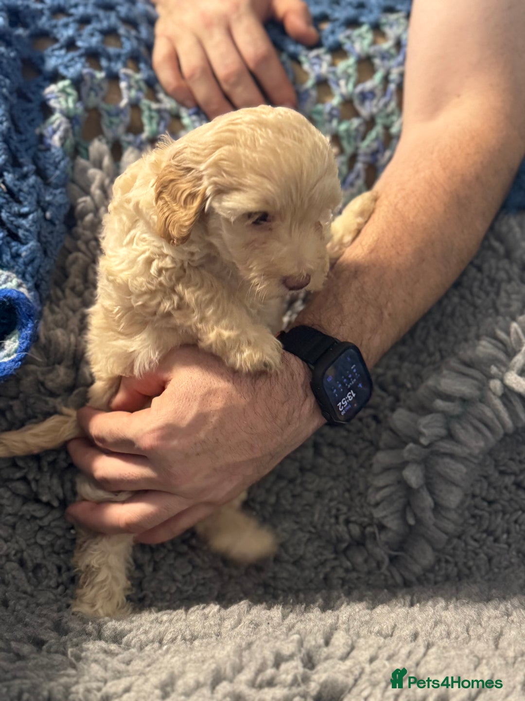Cockapoo dogs for sale: Gorgeous F1B Cockapoo Puppies hypoallergenic  - Advert 9