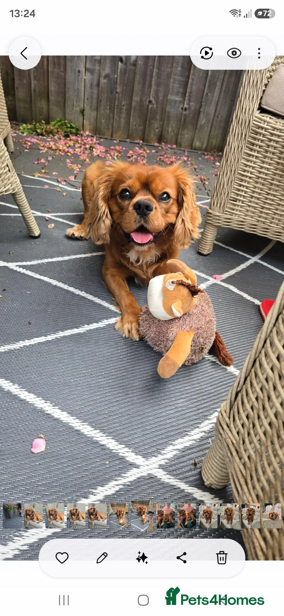 Cavalier King Charles Spaniel dogs for stud: 4 year old Cavalier King Charles Stud in Daventry - Advert 2