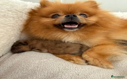Pomeranian dogs for sale: Female Pom Puppy - Image 7