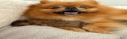 Pomeranian dogs for sale: Female Pom Puppy - Advert 7
