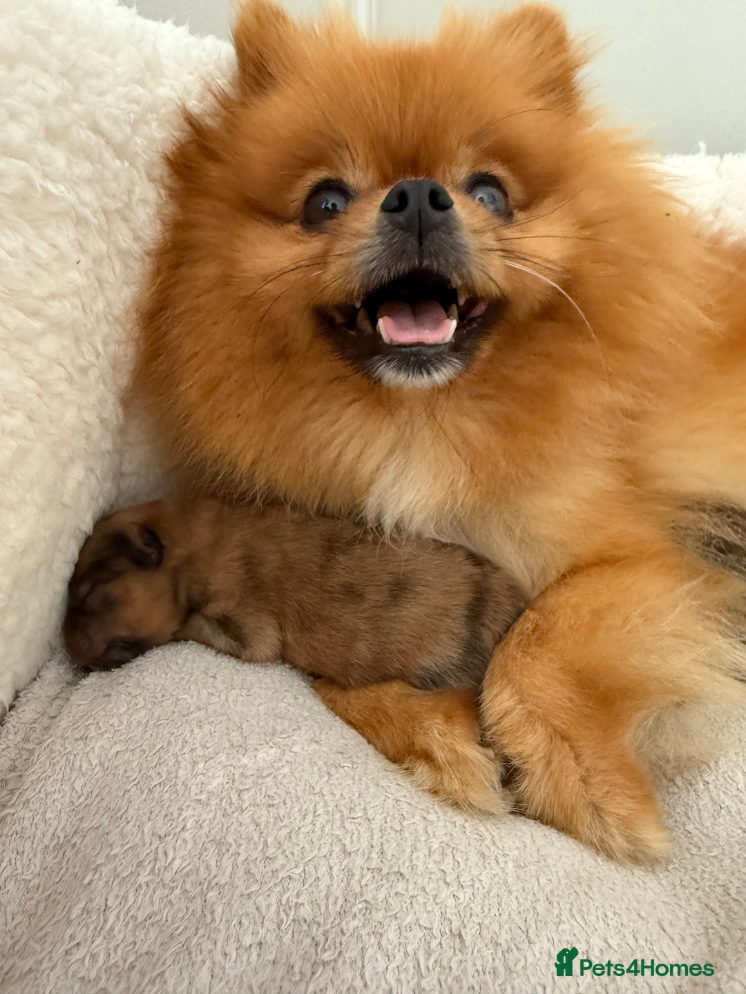 Pomeranian dogs for sale: Female Pom Puppy - Image 7