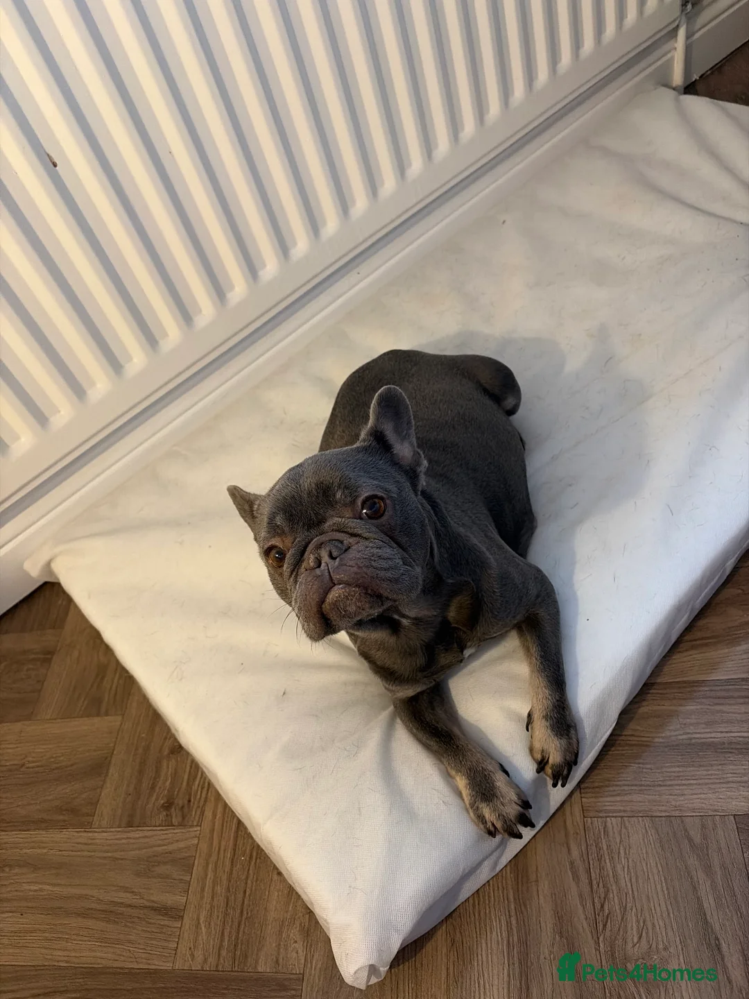 French Bulldog dogs for sale: Family raised French bulldog puppies  - Advert 8