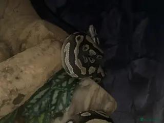 Snake reptiles Mohave snake - Advert 1