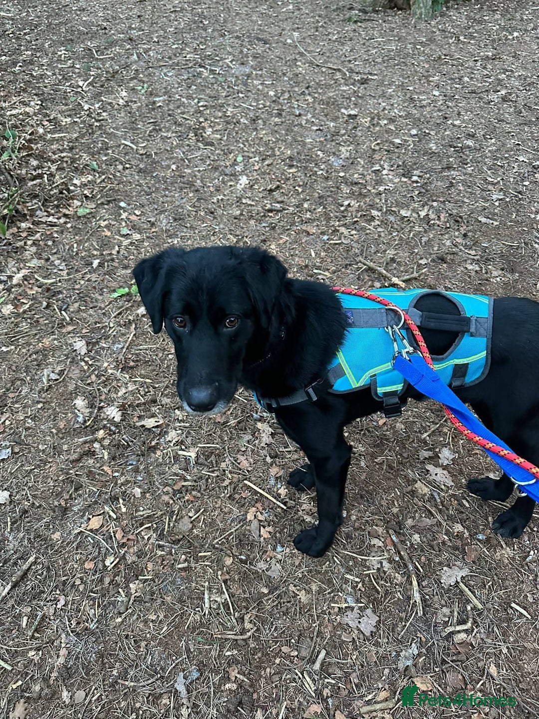 Mixed Breed dogs for adoption: Meet Cosmo, currently residing in Yorkshire  - Advert 6