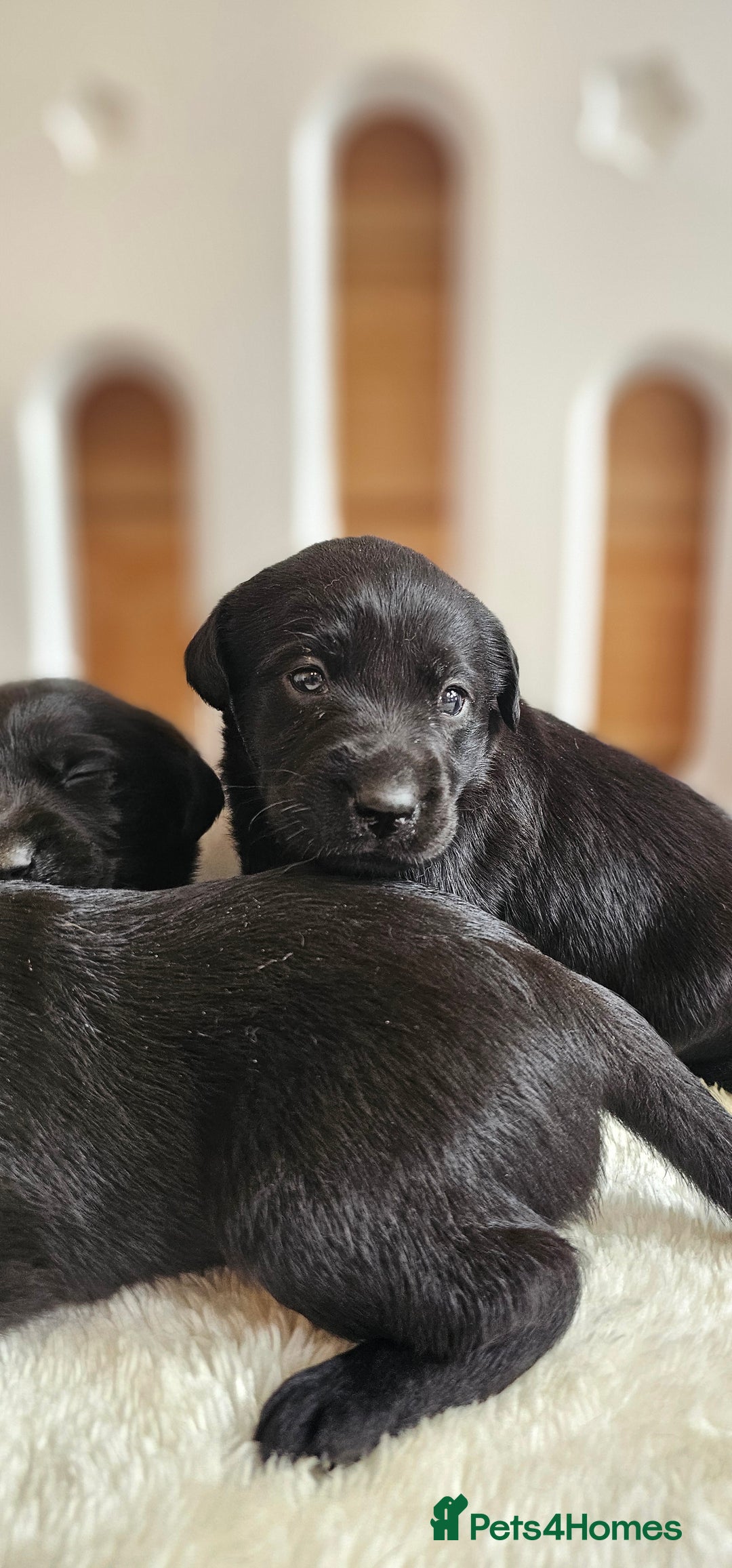 Labrador Retriever dogs for sale: 7 STUNNING BLACK LABRADOR PUPPIES - Image 6