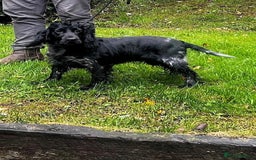 Cocker Spaniel dogs for sale: Cocker spaniel girl - Image 3