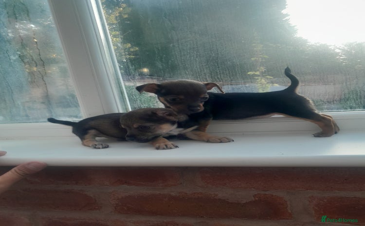 Mixed Breed dogs - Advert 9
