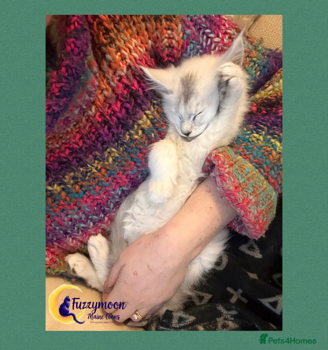 Maine Coon cats for sale: Gorgeous Shaded Pedigree Maine Coon Kittens - Advert 11