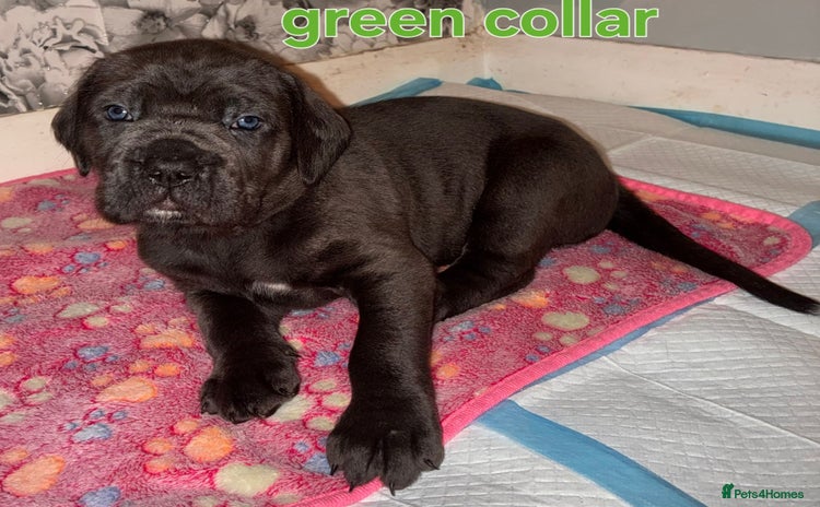Cane Corso dogs - Advert 1