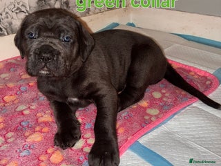 Cane Corso dogs - Advert 3